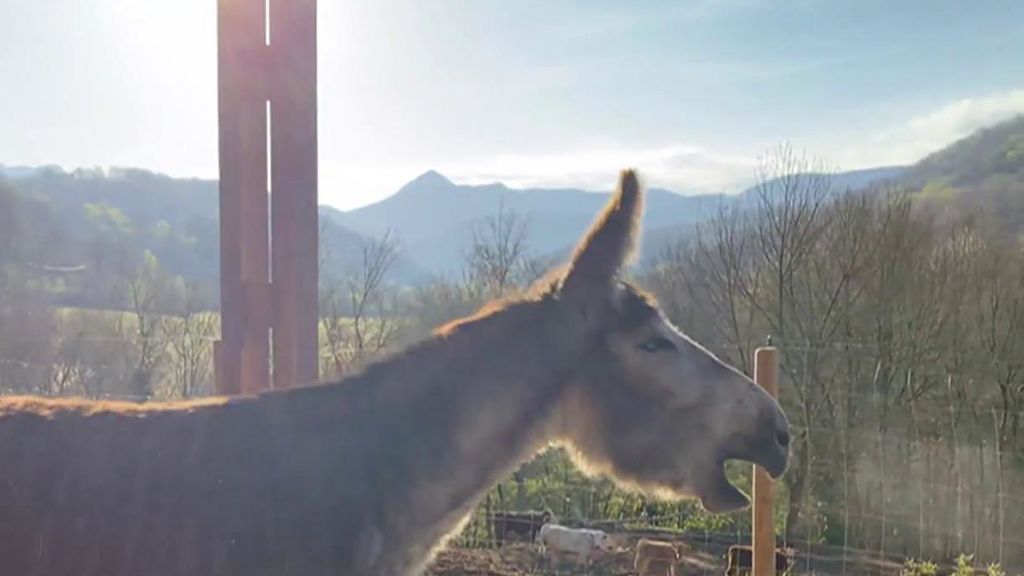 Los rebuznos de felicidad del burro Leonardo al conseguir la libertad tras ocho años atado