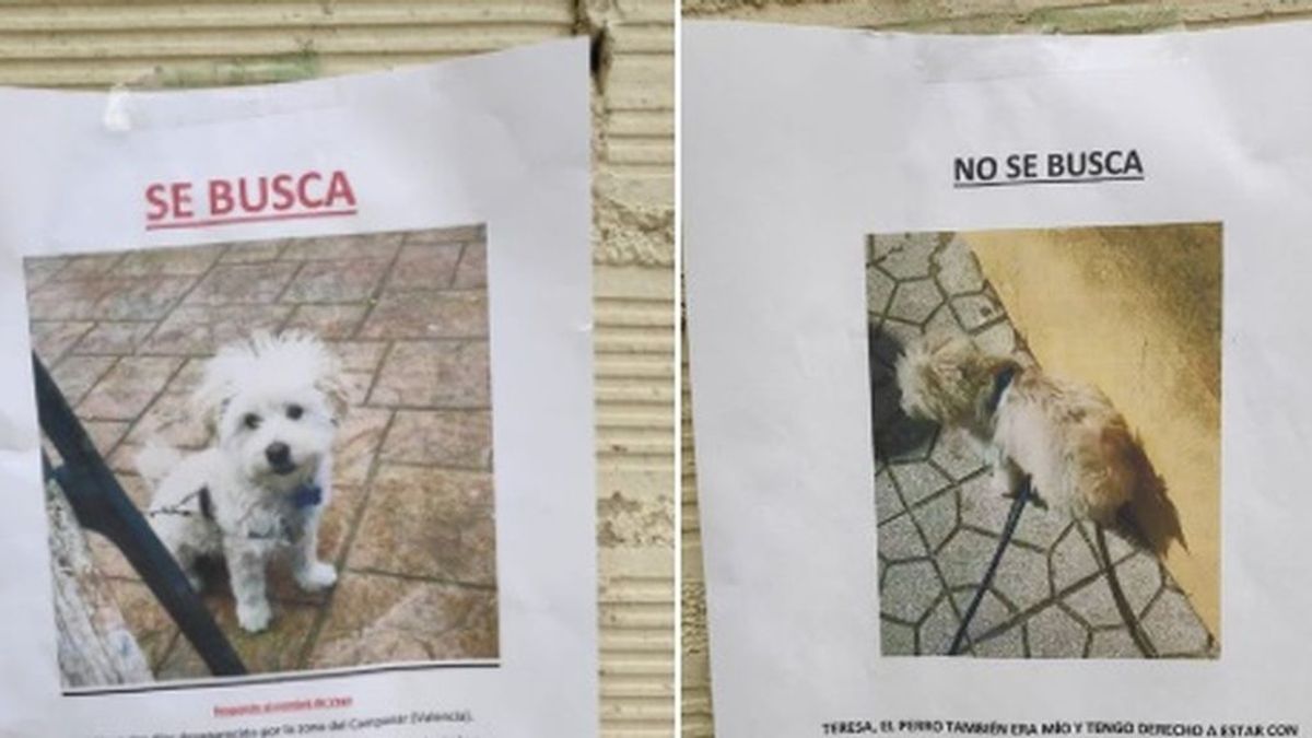 La pelea viral de una expareja por quedarse a su mascota: "Teresa, el perro también era mío"