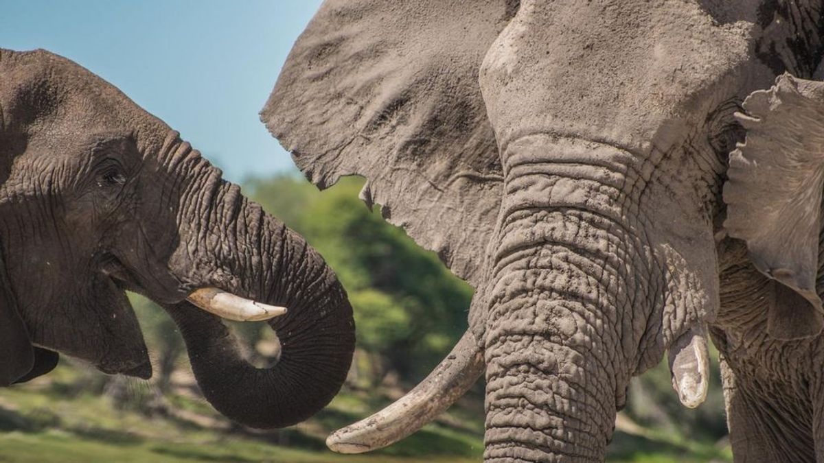 Un presunto cazador furtivo muere aplastado por una estampida de elefantes en Sudáfrica Un presunto cazador furtivo muere aplastado por una estampida de elefantes en Sudáfrica