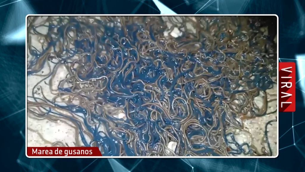 Una marea de gusanos llega a una playa filipina