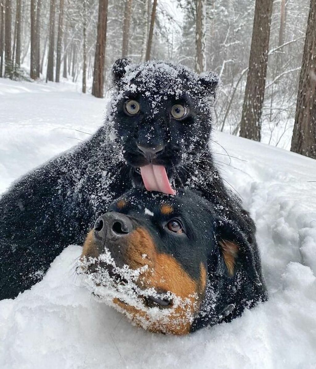 The-newborn-panther-was-abandoned-by-its-mother-but-found-love-in-a-human-and-a-Rottweiler-dog-604b1e65cdbd2__700