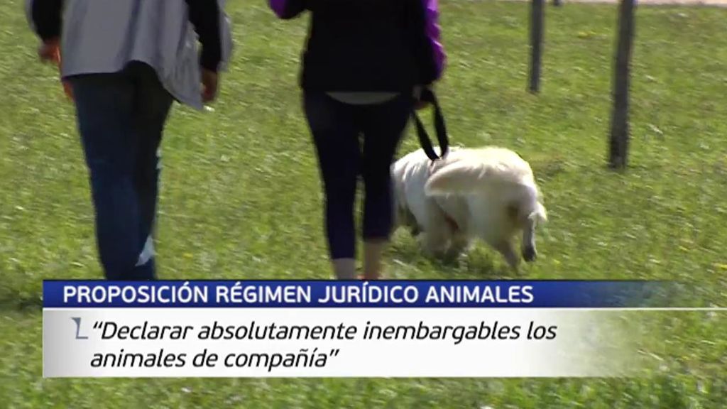 ¿Quién se queda con la mascota en caso de divorcio?: el Gobierno tramita una proposición de ley