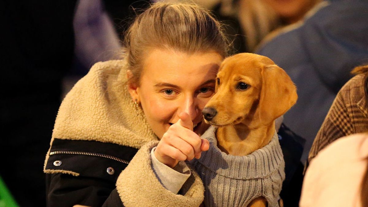 Investigadores chinos apuntan a los perros como origen de la variante británica Investigadores chinos apuntan a los perros como origen de la variante británica