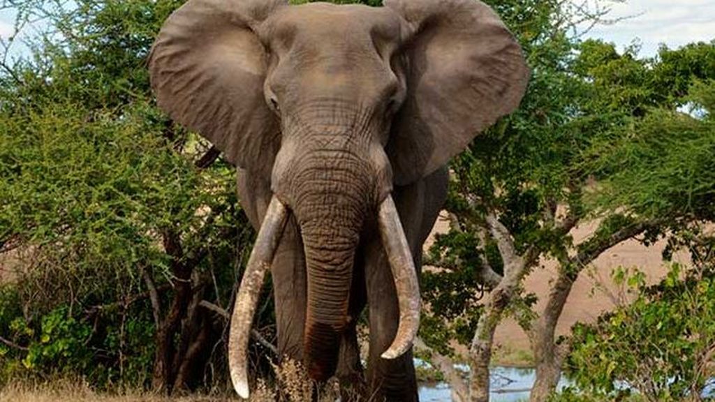 Graban a un elefante matando a un cocodrilo en Sudáfrica