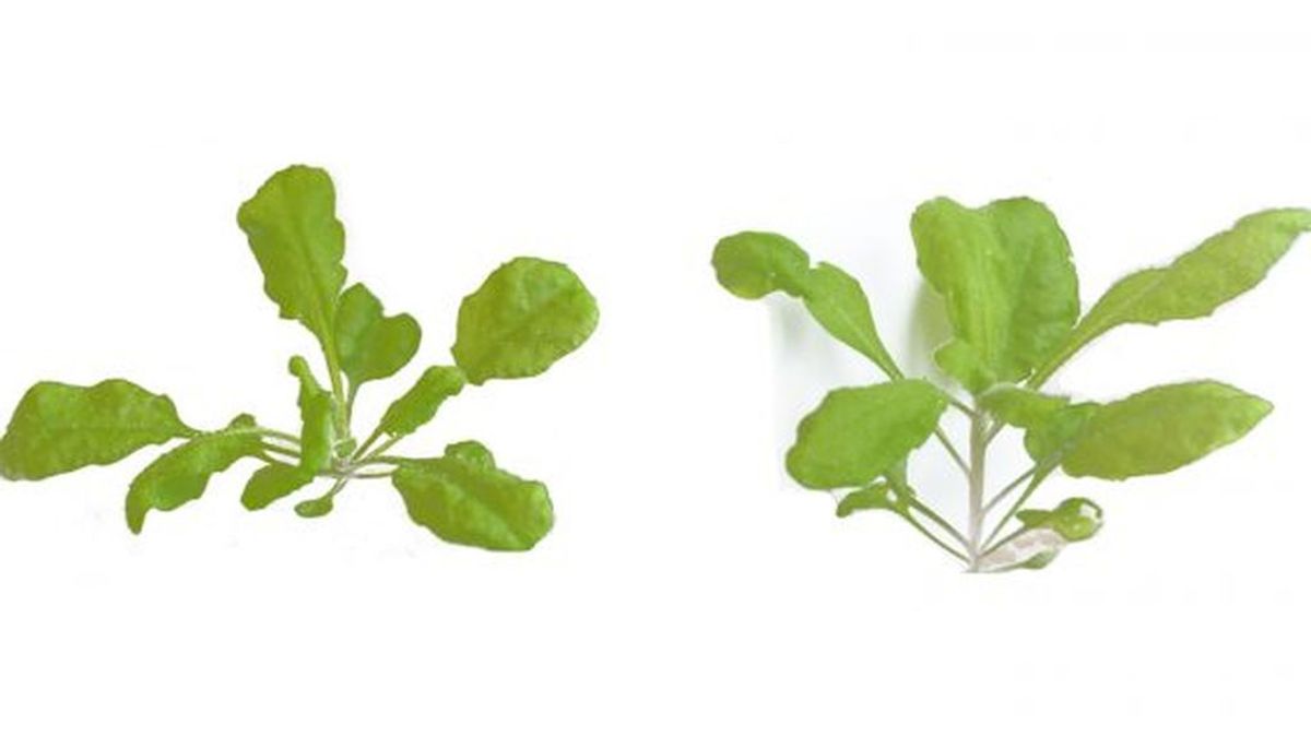 Un estudio descubre por qué no todas las plantas crecen lo mismo aunque sean similares