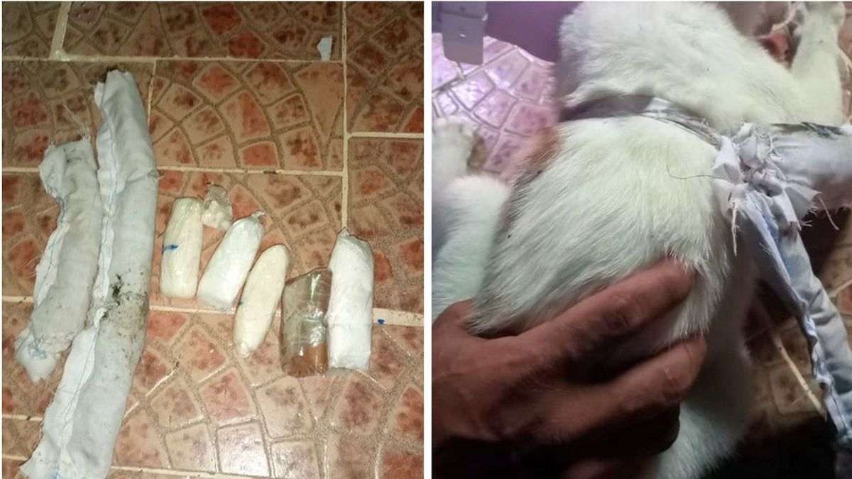 Capturan a un 'narcogato': utilizaban al animal para introducir droga en una cárcel