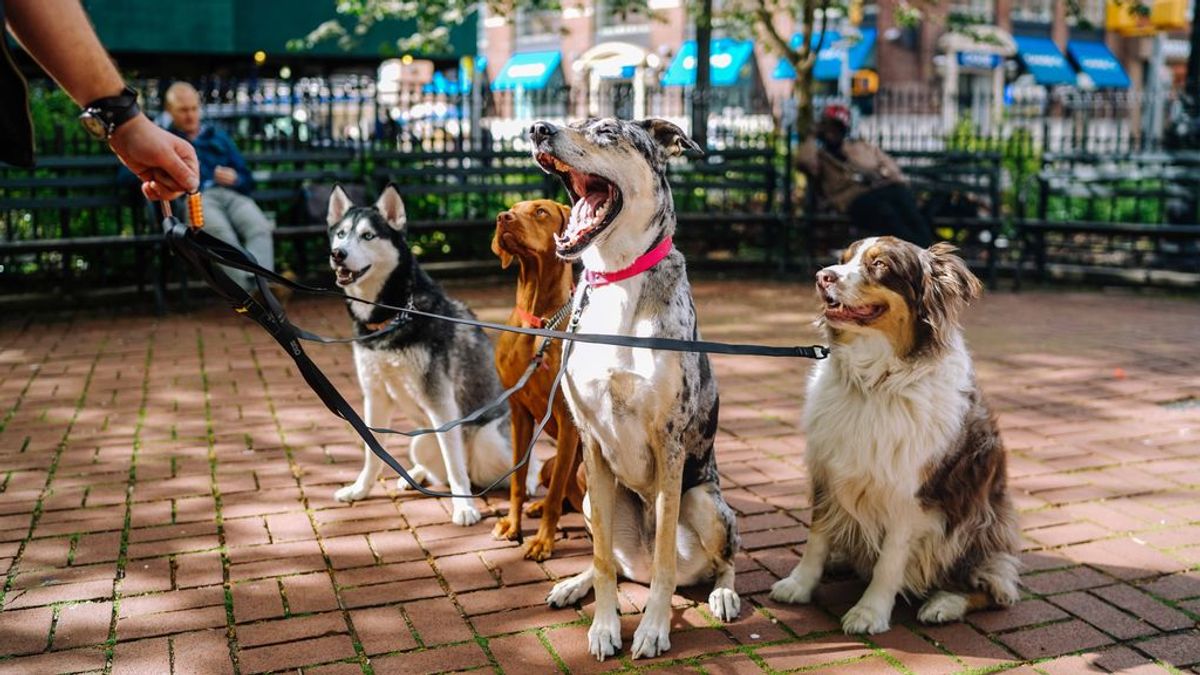 El Congreso aprueba por amplia mayoría que los animales dejen de ser considerados cosas