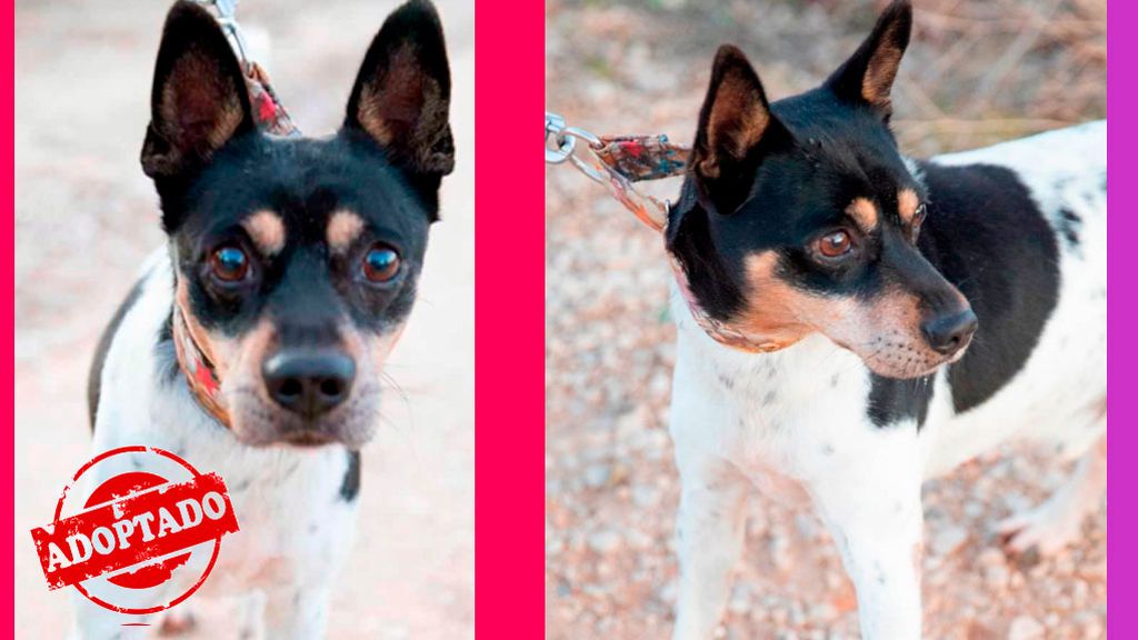 Budy: cariñoso, simpático y muy muy gracioso Budy: cariñoso, simpático y muy muy gracioso