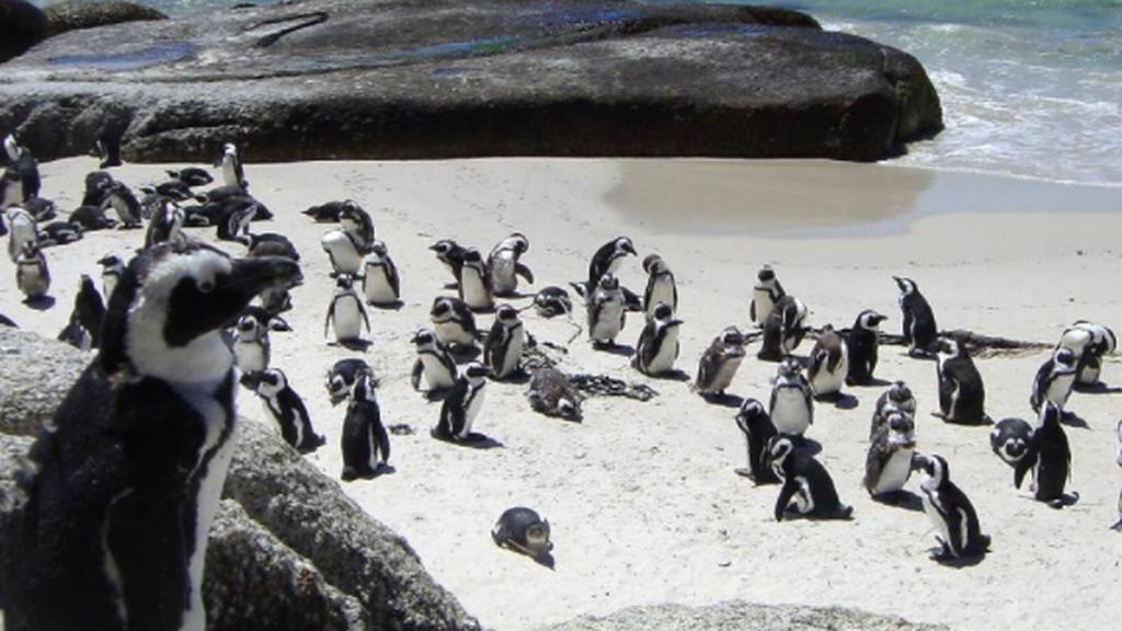 los pingüinos de Ciudad del Cabo, guepardos en hoteles: el impacto del covid en la Tierra