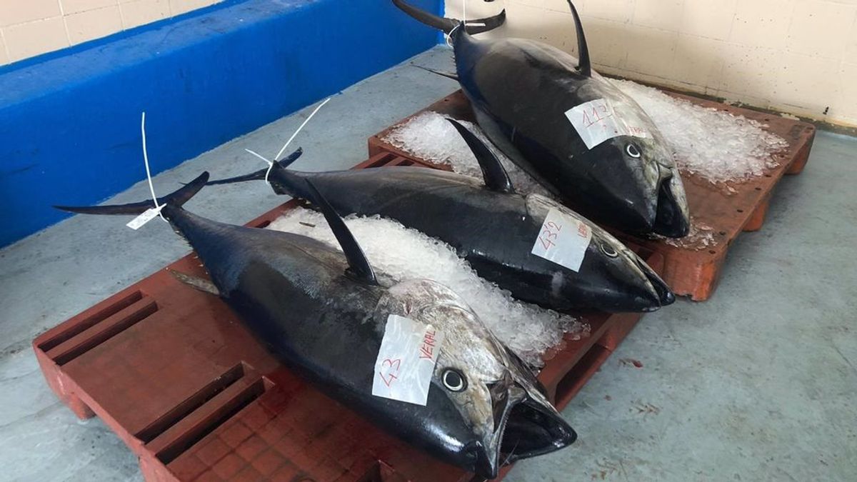 Una plaga de atún rojo en el Mediterráneo deja a los pescadores valencianos sin capturas de otras especies Una plaga de atún rojo en el Mediterráneo deja a los pescadores valencianos sin capturas de otras especies