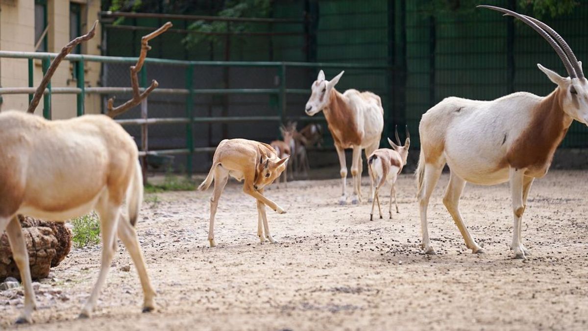 Nacen dos crías de especies extinguidas en su hábitat natural en el Zoo de Barcelona Nacen dos crías de especies extinguidas en su hábitat natural en el Zoo de Barcelona