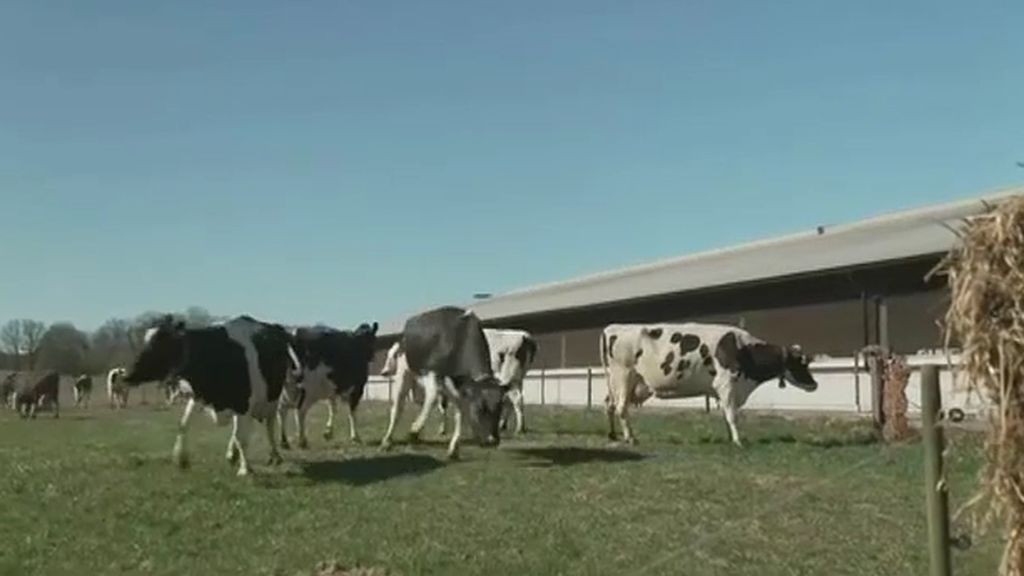 Las vacas de Suecia saltan de alegría al ser liberadas tras meses encerradas por el frío