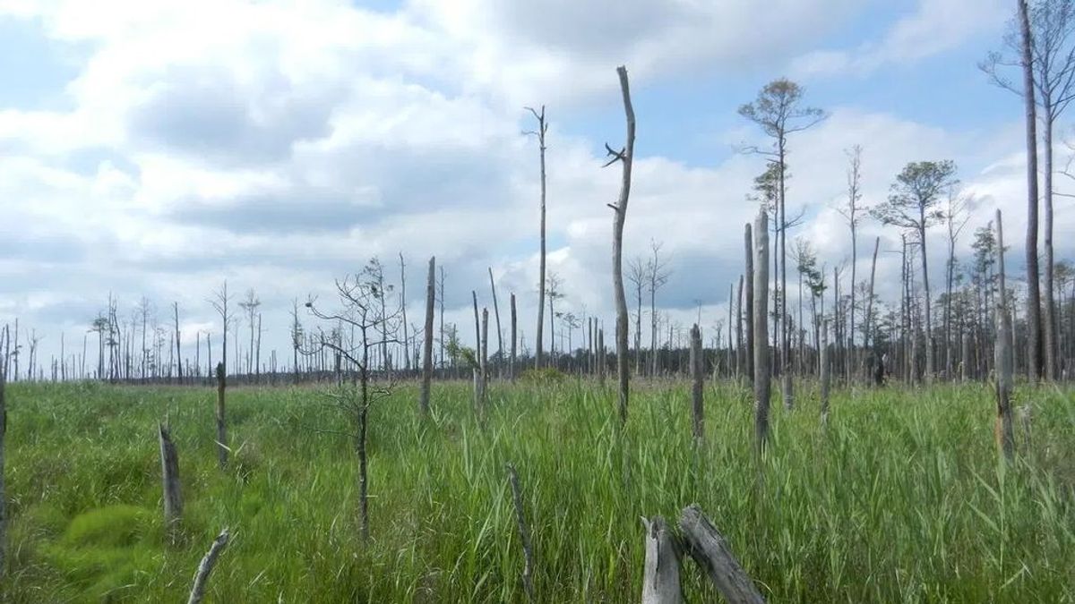 Los bosques ‘fantasma’, la nueva víctima del cambio climático: así se crean