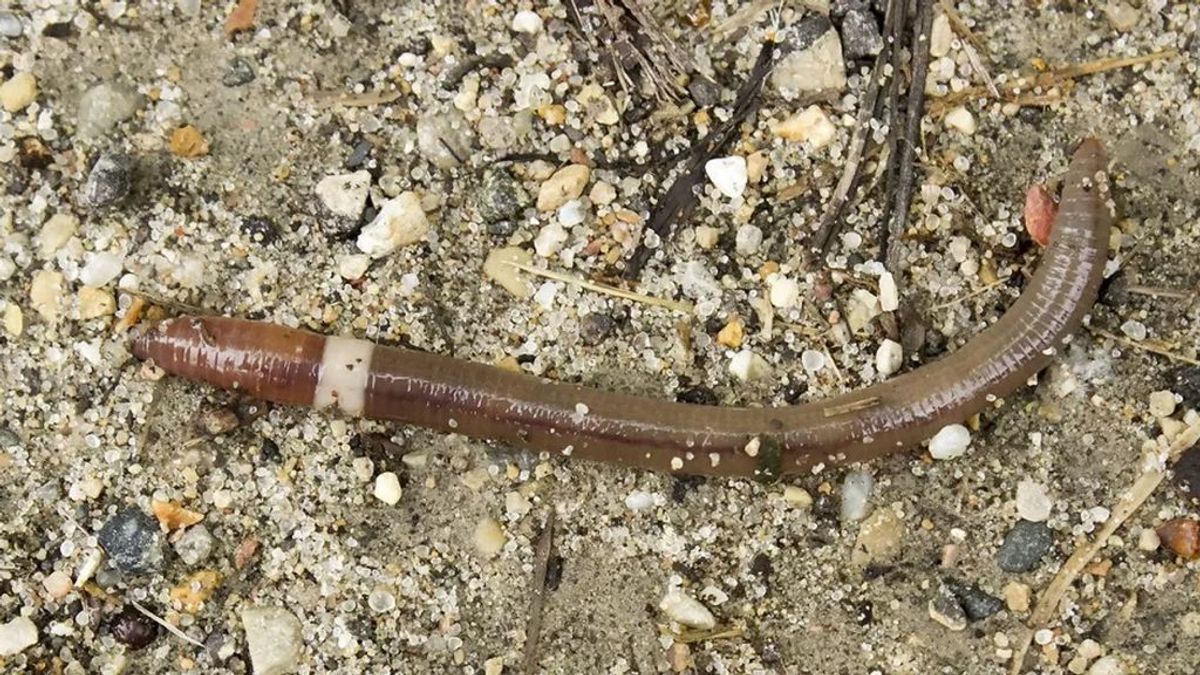 Estos gusanos ‘serpiente’ que erosionan el suelo se están extendiendo, y casi imposible evitarlo