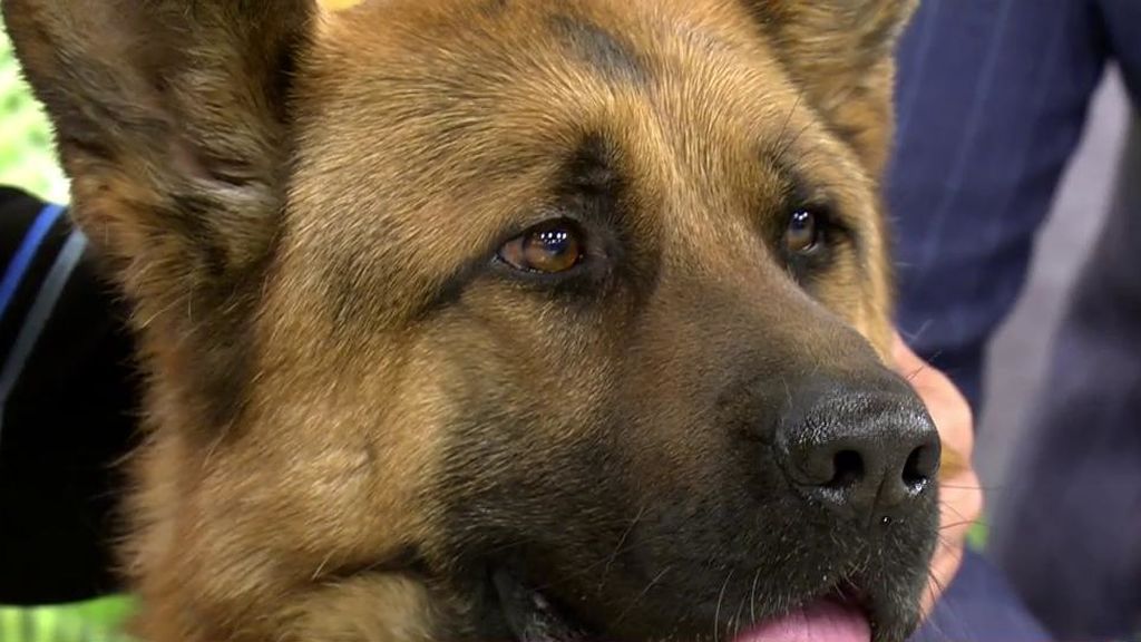 Hugo, un pastor alemán que necesita un nuevo hogar: "¡Qué tierno es!"