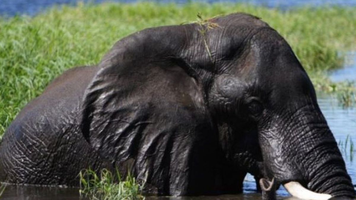 Wildlife Angel, la ONG contra la caza furtiva de animales en la que trabajaban los dos españoles muertos en Burkina Faso Wildlife Angel, la ONG contra la caza furtiva de animales en la que trabajaban los dos españoles muertos en Burkina Faso
