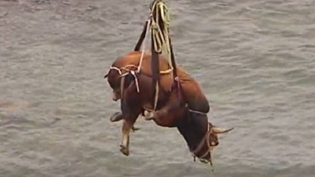 El rescate espectacular por el aire de Bolero en Asturias, un toro de casi una tonelada