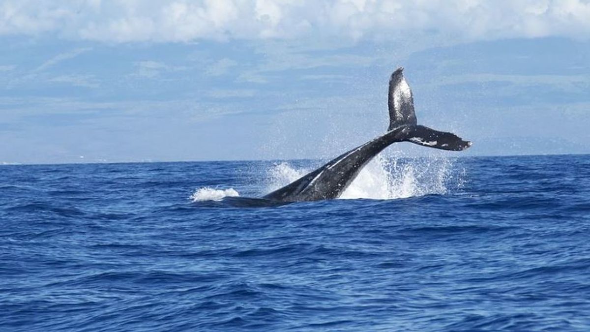 Trece ballenas rorcuales y varios delfines se dejan ver la costa de Barcelona