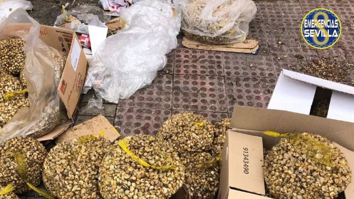 Recogían caracoles en mal estado de un contenedor para venderlos ilegalmente en Sevilla Recogían caracoles en mal estado de un contenedor para venderlos ilegalmente en Sevilla