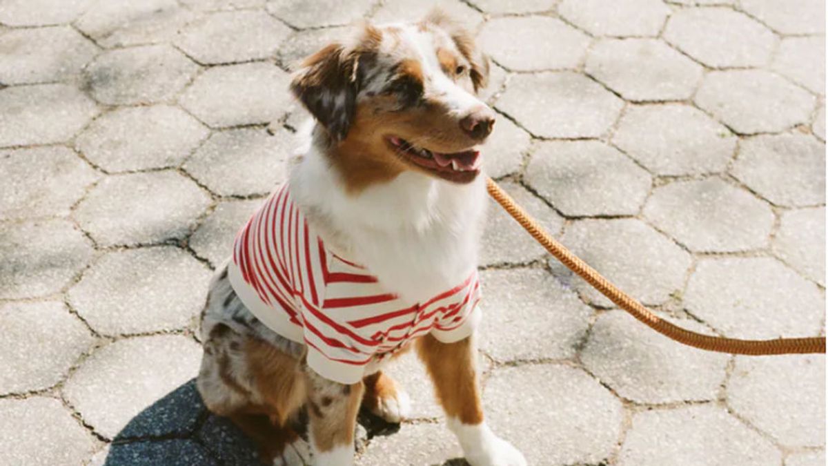 Cómo calcular la talla de tu perro en Zara Cómo calcular la talla de tu perro en Zara