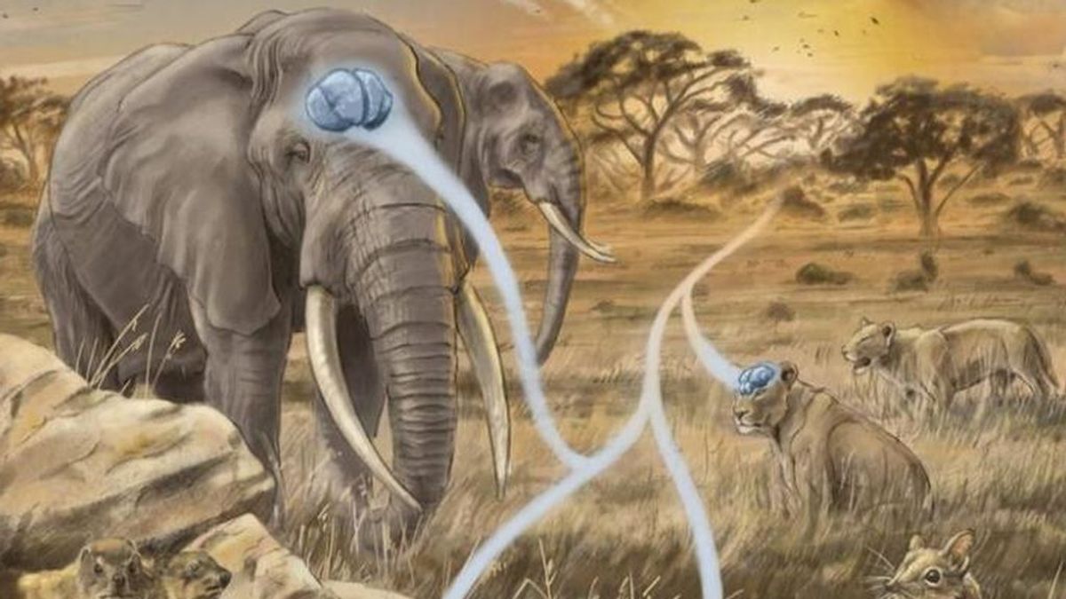 El tamaño del cerebro no importa, demasiado, en la evolución de la inteligencia El tamaño del cerebro no importa, demasiado, en la evolución de la inteligencia