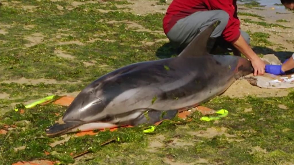Un delfín adulto aparece varado en la playa de Baiona, Pontevedra: equipos de rescate han tenido que sacrificarlo