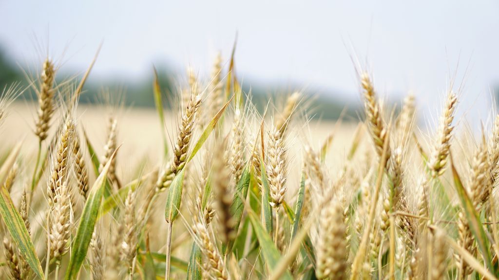 aumenta el número de personas celiacas