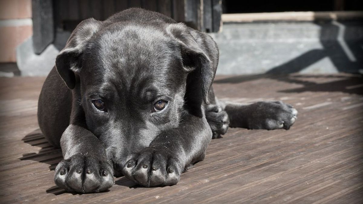 Condenan a un criador de perros a pagar 660 euros por enviar un cachorro enfermo a una cliente de A Coruña