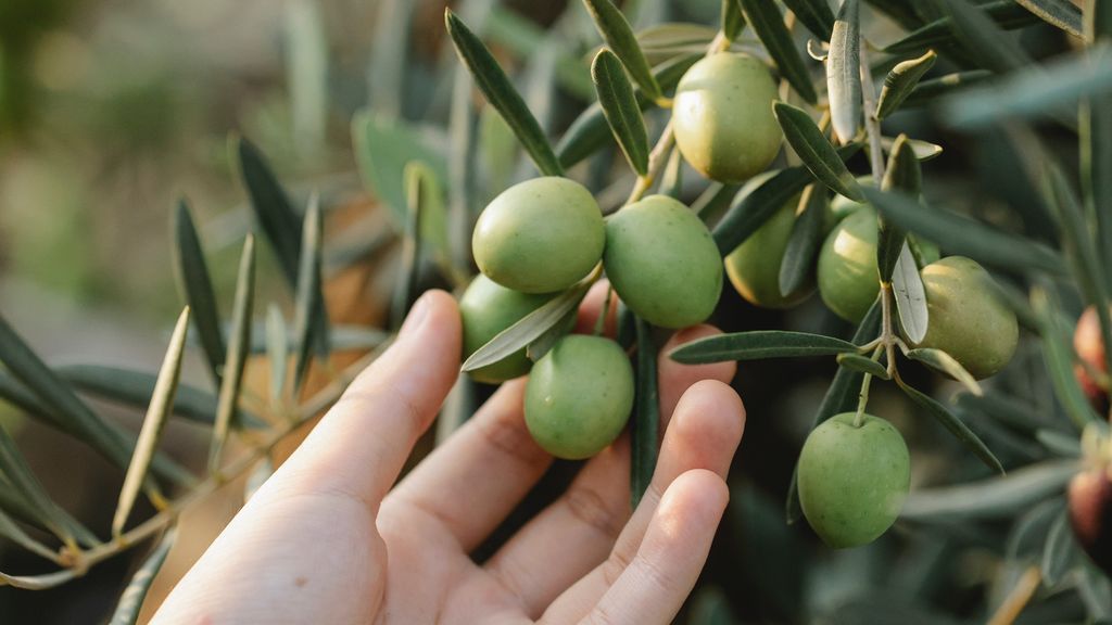 pexels-gary-barnes-6231906