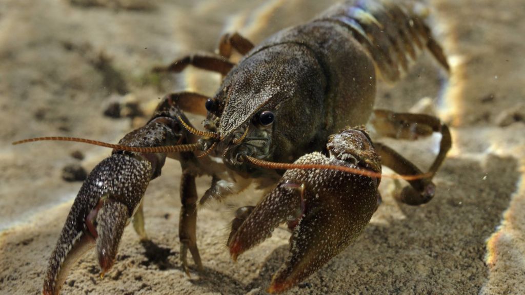 Un patógeno misterioso está matando a los cangrejos de todo el mundo, y por fin sabemos de dónde ha salido Un patógeno misterioso está matando a los cangrejos de todo el mundo, y por fin sabemos de dónde ha salido