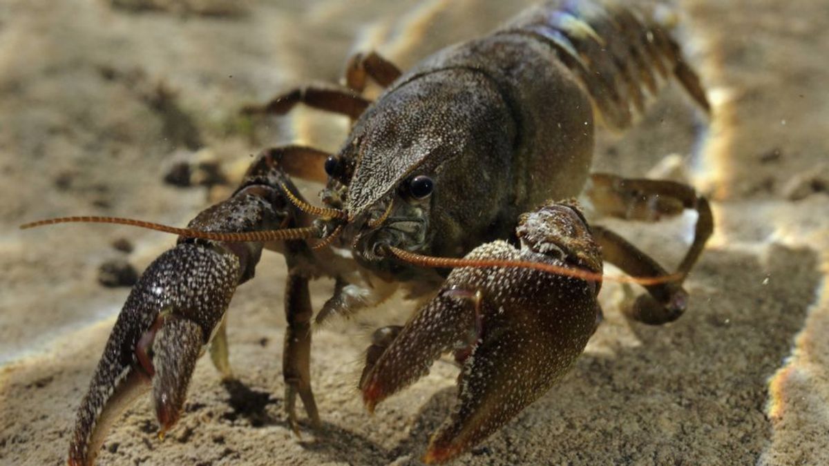 Un patógeno misterioso está matando a los cangrejos de todo el mundo, y por fin sabemos de dónde ha salido