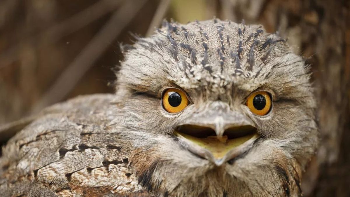 Una revista científica nombra como el 'pájaro más instagrameable' a este curioso búho con "boca de rana"