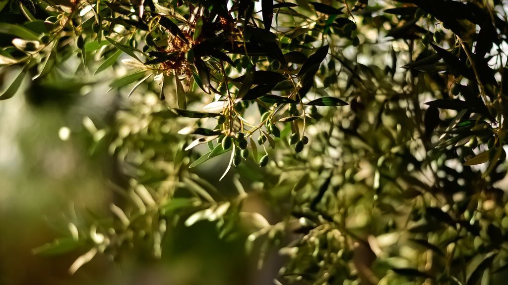 pexels-julia-sakelli-1047312