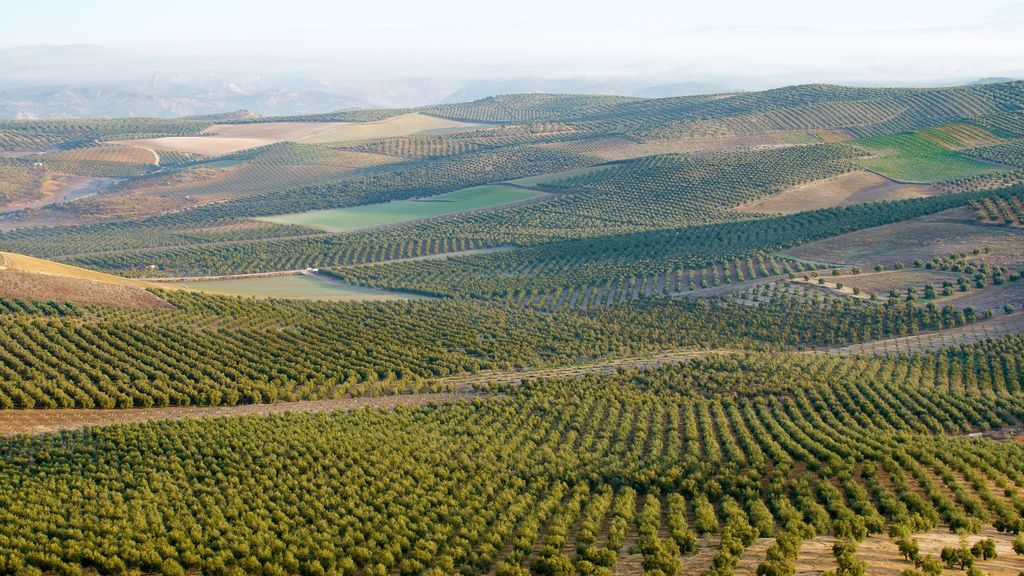 El olivar más grande del planeta es la cuna de nuestros aceites de oliva