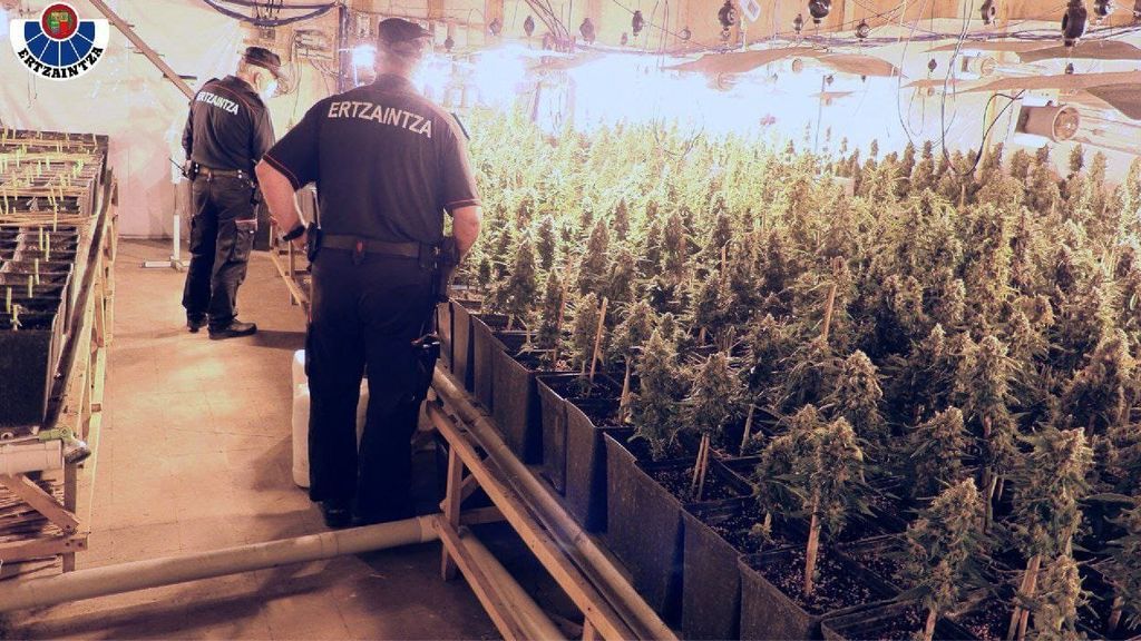 La Ertzaintza desmantela una plantación de marihuana en Tolosa
