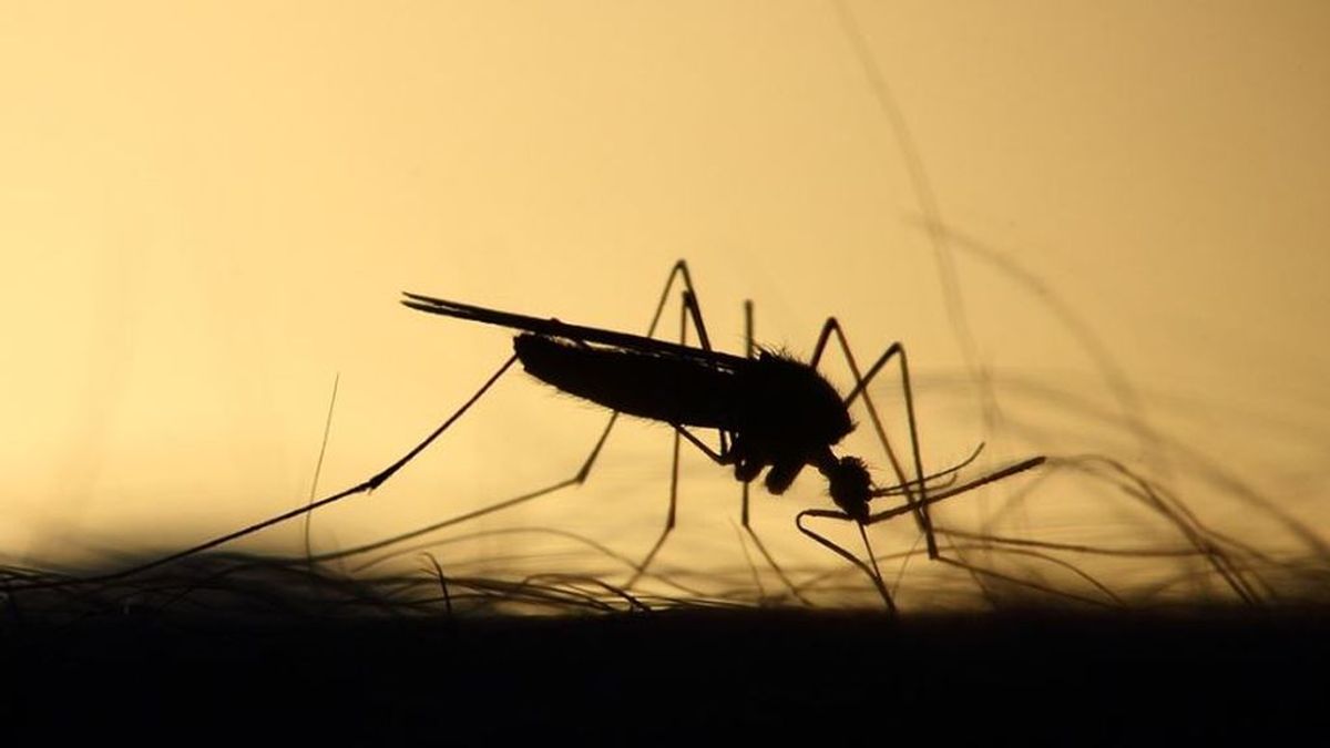 Liberan mosquitos modificados genéticamente en EEUU: esto es lo que quieren conseguir