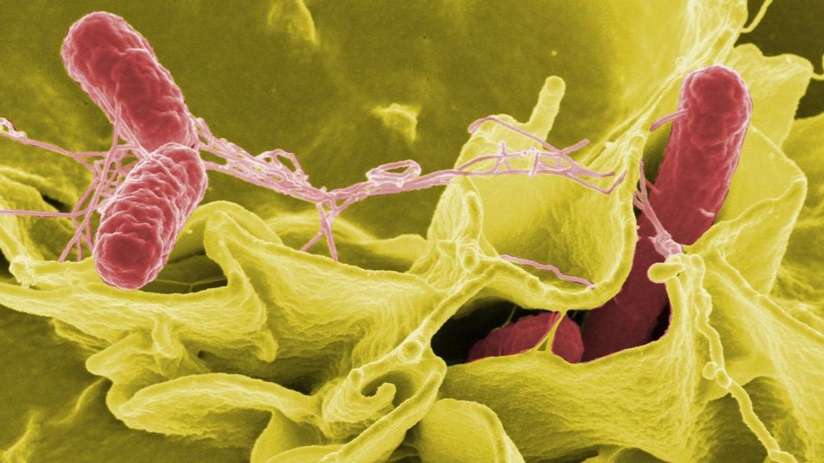 Un brote de salmonela deja 28 infectados, 8 de ellos hospitalizados, en Ceuta Un brote de salmonela deja 28 infectados, 8 de ellos hospitalizados, en Ceuta