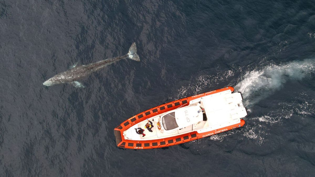 ¿Qué hace una ballena de Alaska en aguas italianas? Se resuelve el misterio en torno a 'Wally'