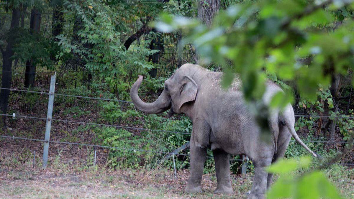 Happy, el elefante encerrado durante 40 años en el zoo de Bronx, pide su libertad a un tribunal de Nueva York Happy, el elefante encerrado durante 40 años en el zoo de Bronx, pide su libertad a un tribunal de Nueva York