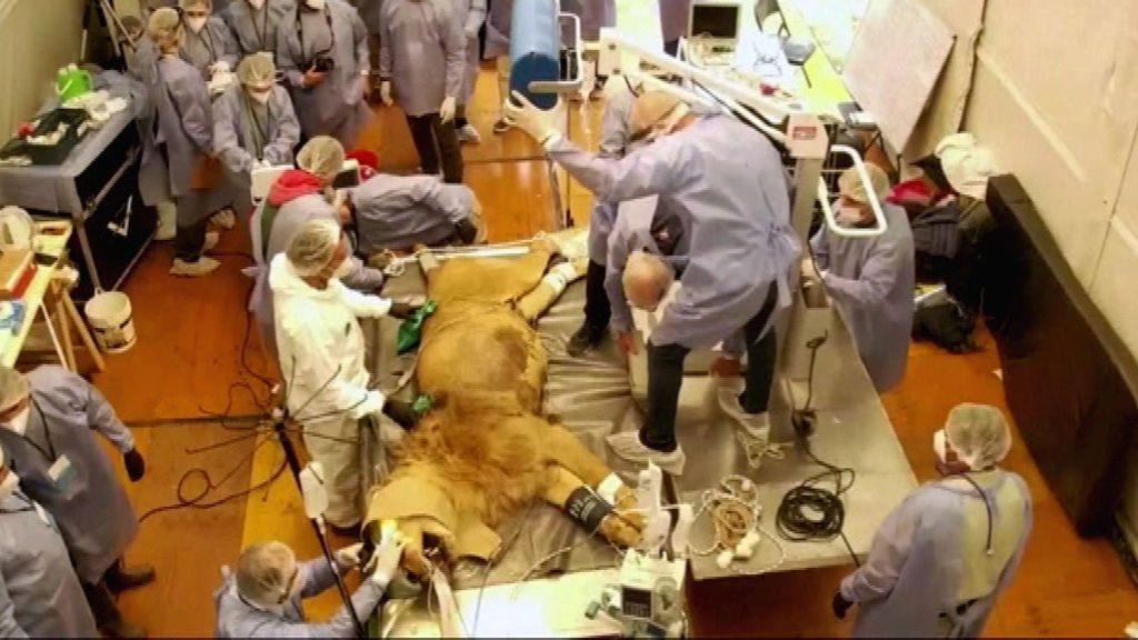 30 veterinarios intervienen a Tango, un león que presentaba dificultad respiratoria