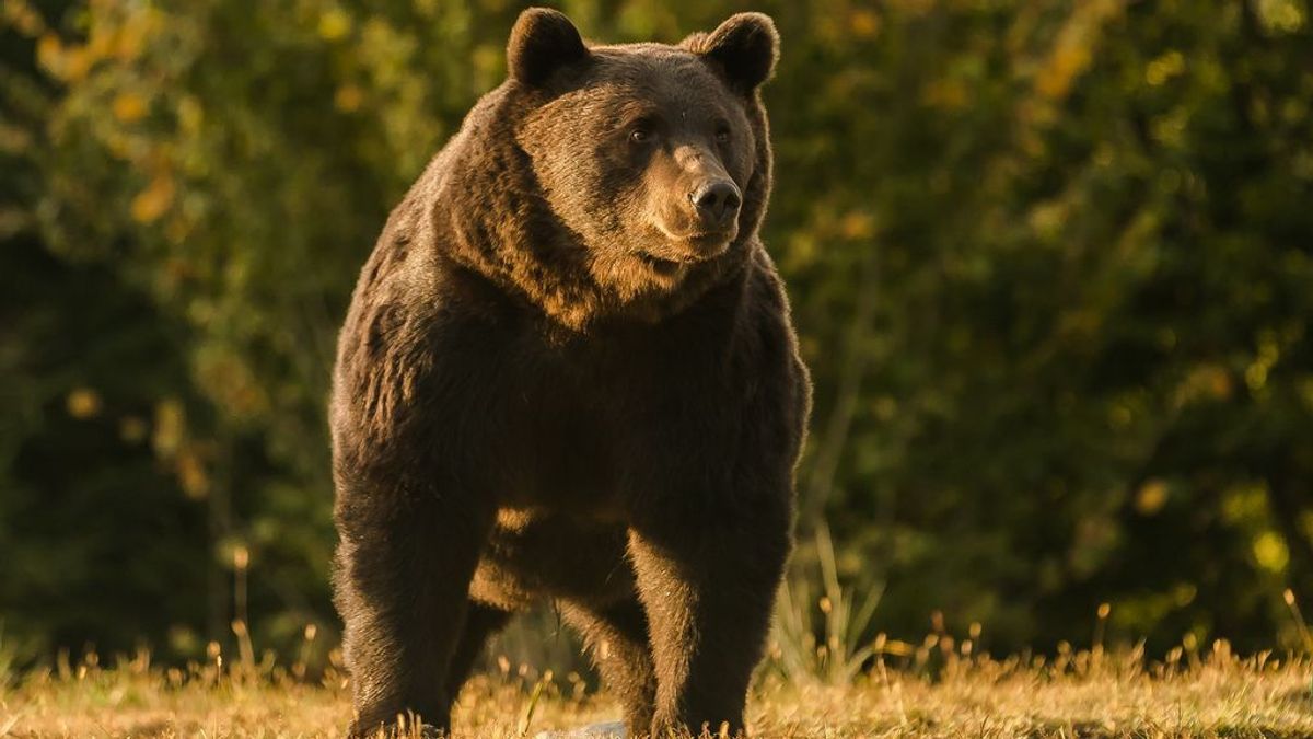 El príncipe de Liechtenstein, acusado de disparar al oso más grande de Rumania