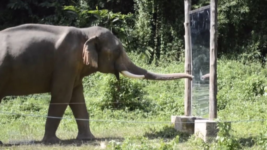 Happy, el elefante del zoo del Bronx