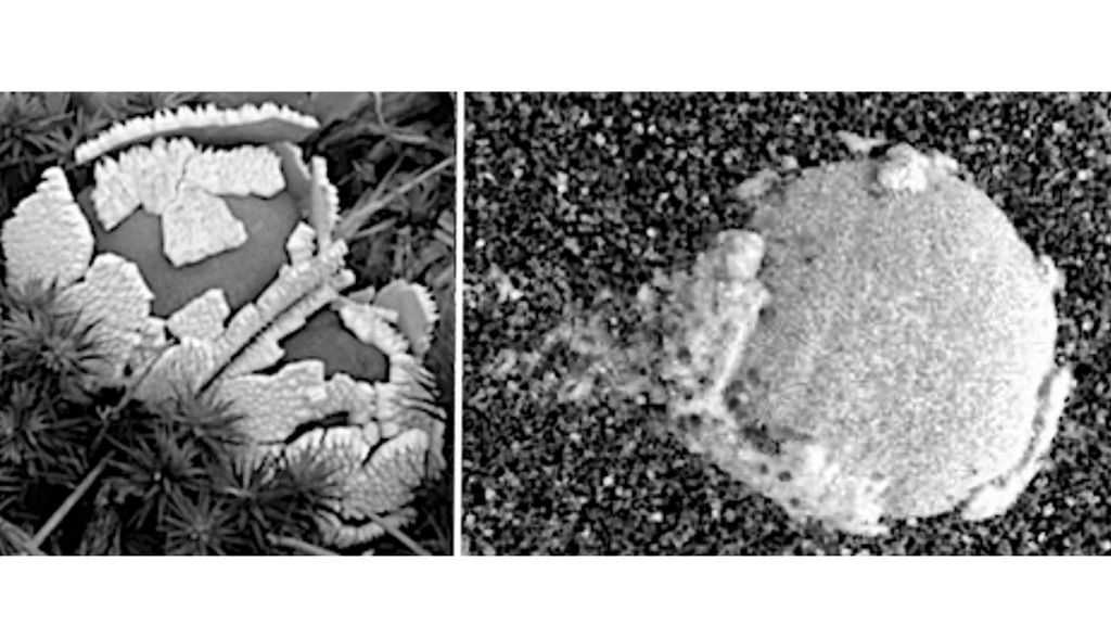 Left-Terrestrial-puffball-shedding-crustose-Right-Sol-257-Shedding-the-universal