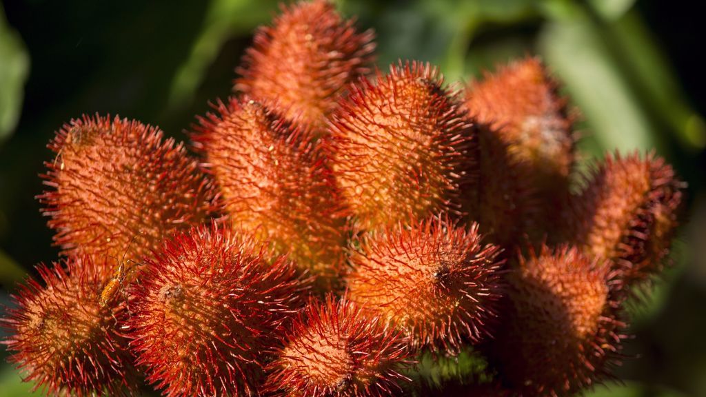 ¿Qué es el achiote? y para que se usa en la cocina