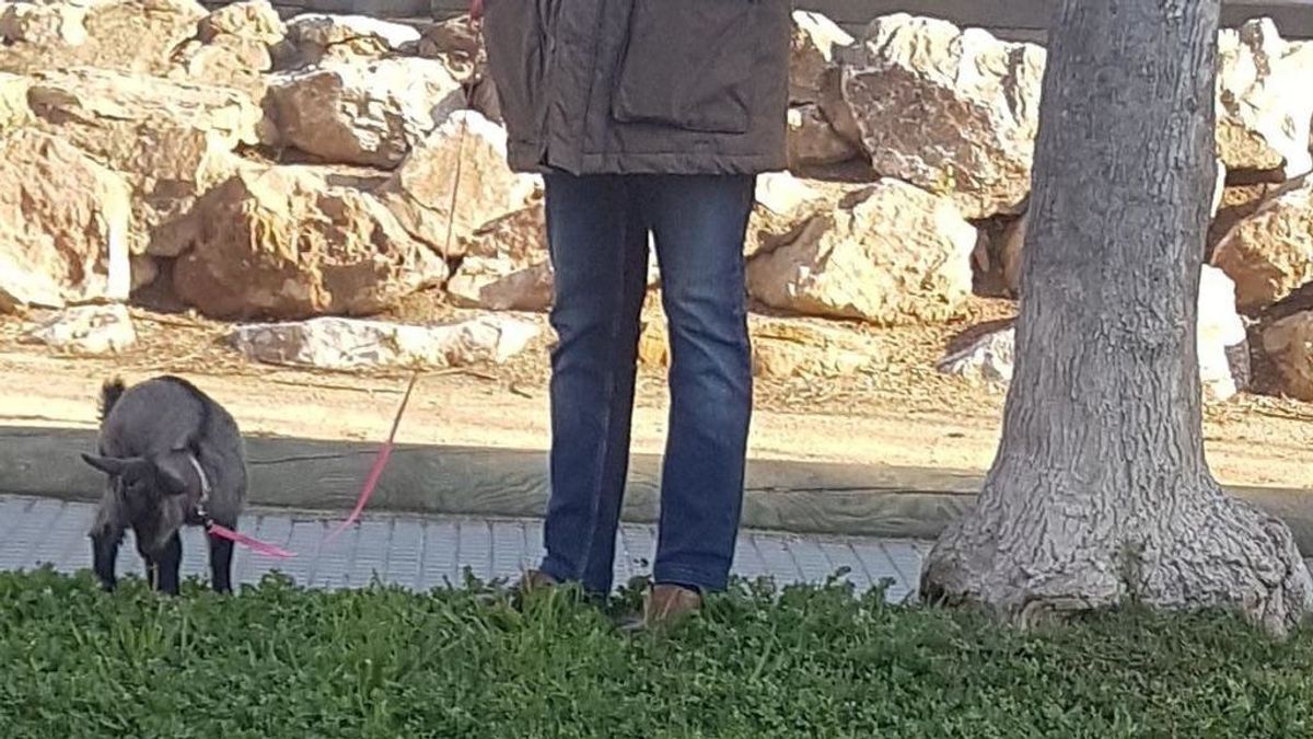 Las excusas más surrealistas del estado de alarma en Cataluña: pasear a una cabra, dar vueltas con el coche para dormir al bebé o ir a la peluquería con 1 kg de hachís Las excusas más surrealistas del estado de alarma en Cataluña: pasear a una cabra, dar vueltas con el coche para dormir al bebé o ir a la peluquería con 1 kg de hachís