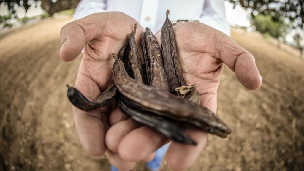 La algarroba está de moda: Su cotización se multiplica por cinco en un lustro