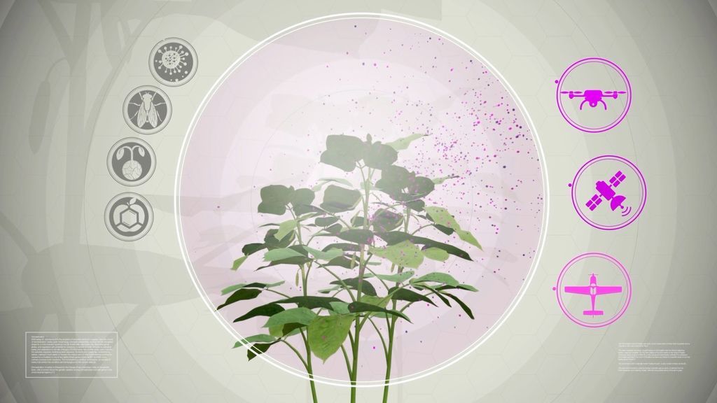InnerTomato: Una planta modificada genéticamente para brillar en caso de que necesite algo