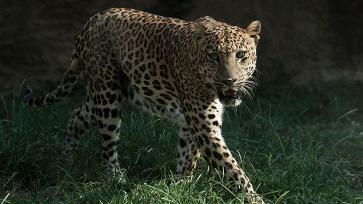 El zoo de Hangzhou busca un leopardo que se escapó hace una semana y del que no informó de su fuga El zoo de Hangzhou busca un leopardo que se escapó hace una semana y del que no informó de su fuga