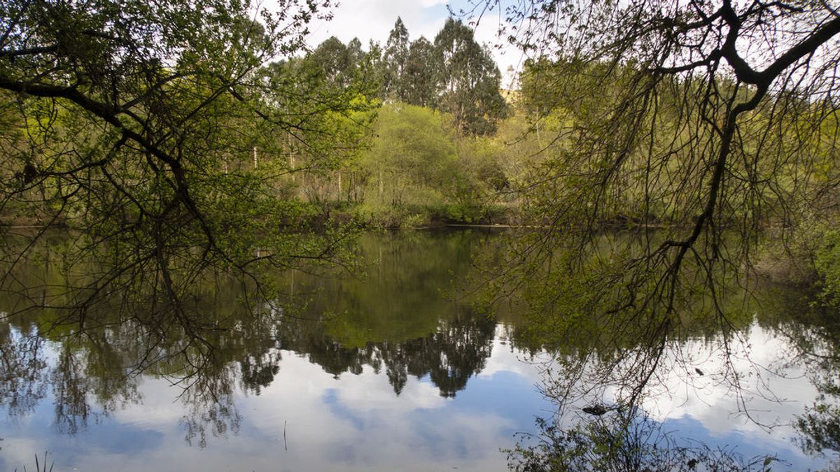 La superficie forestal de España ha crecido 2 millones de hectáreas en los últimos 20 años La superficie forestal de España ha crecido 2 millones de hectáreas en los últimos 20 años