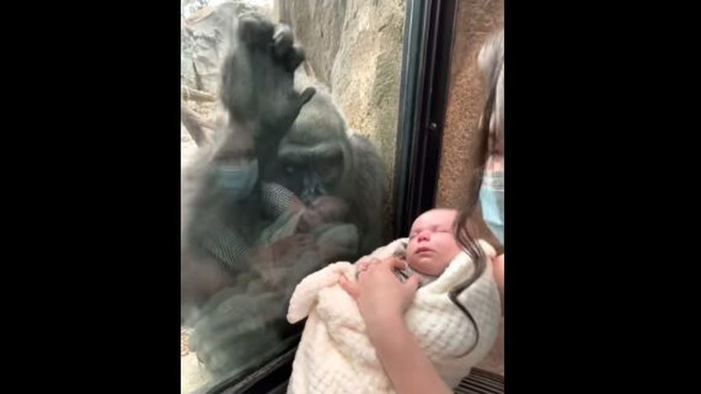 Kiki, la gorila que se queda embelesada con un bebé humano